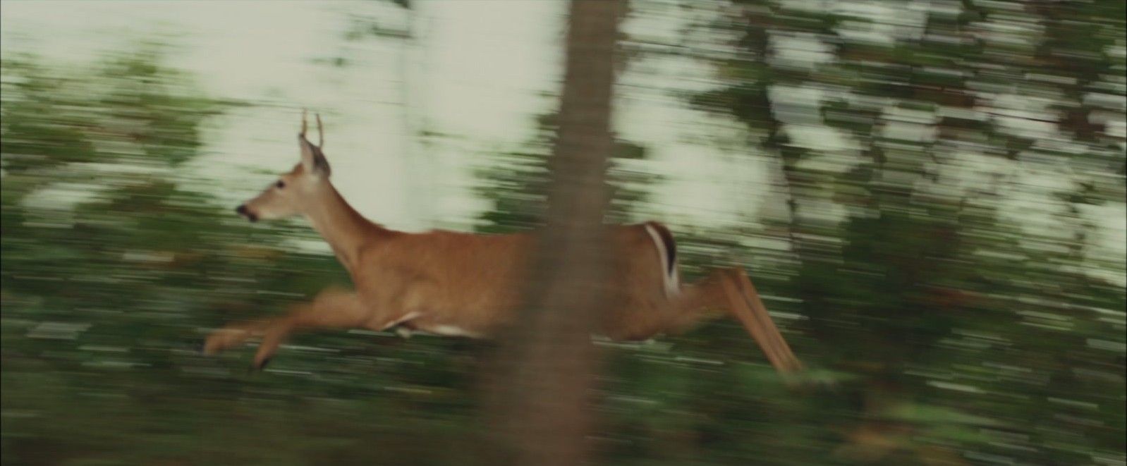 Diamond House Media film still